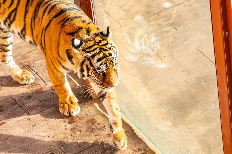 A tiger is walking through a glass door. The tiger is looking out the window, and the glass door is reflecting the sunlight