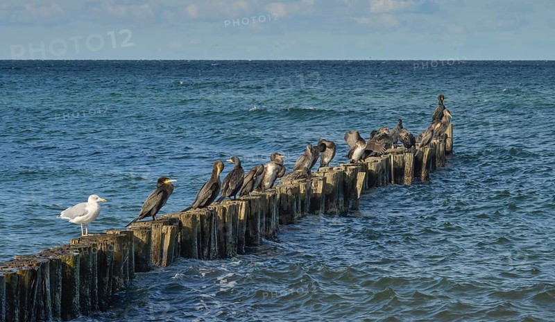 Groyne, cormorants, Baltic Sea near Heiligendamm, Bad Doberan, Mecklenburg-Western Pomerania, Germany, Europe