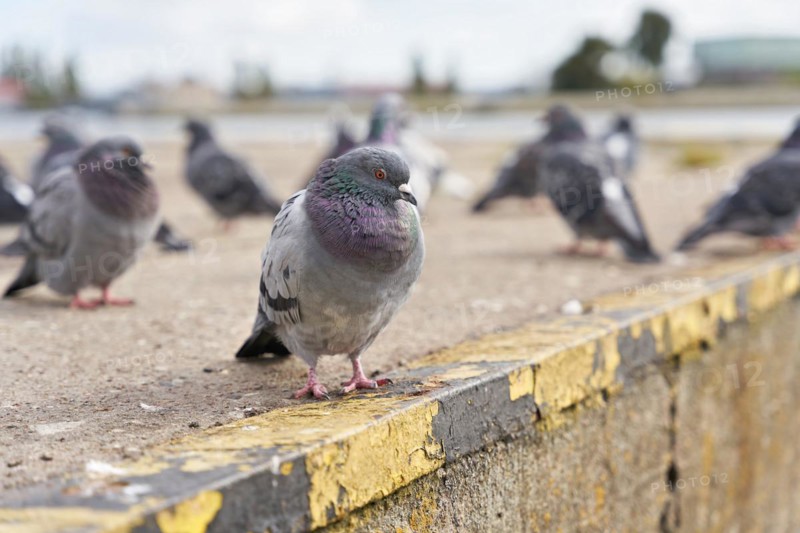 City pigeons in the harbour of Swinoujscie on the Baltic coast
