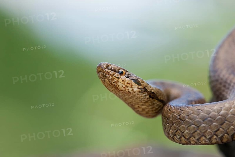 Smooth snake (Coronella austriaca) North Rhine-Westphalia, Germany, Europe