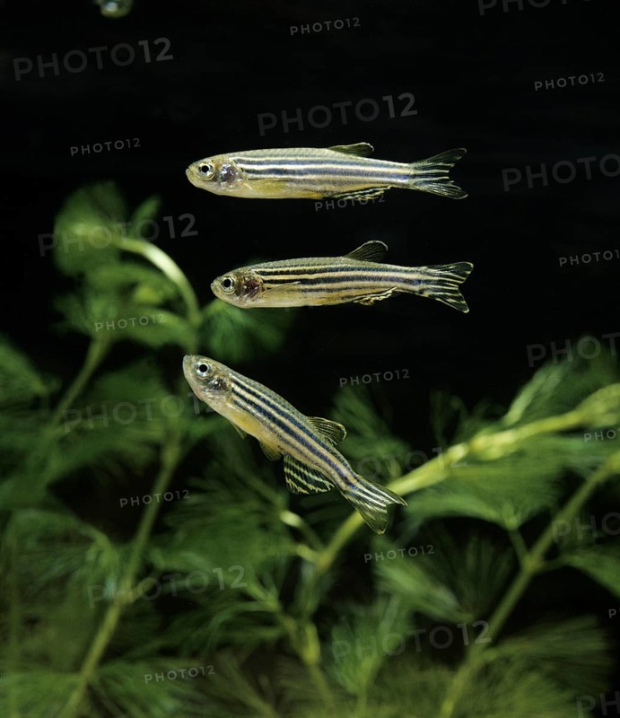 Zebrafish (brachydanio rerio) (Brachydanio rerio), Zebrafish, Animals, Other animals, Fishes, Carp-like, Carp fishes, Zebra Fish