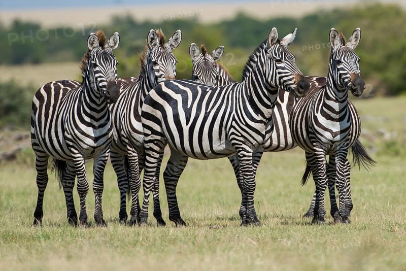 Wildlife, animal, zebra, mammal, africa, nature, african, safari, wilderness, wild (equus), quagga, black, white, equine, reserve, outdoor, striped, savannah, herbivore, stripes, namibia, park, plains, etosha, fauna, grass, equus quagga burchellii, patter