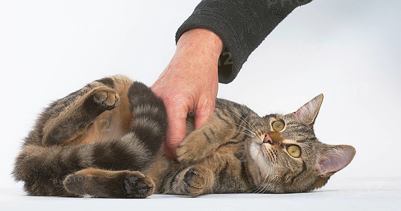 Woman Caressing a Brown Tabby Domestic Cat on White Background