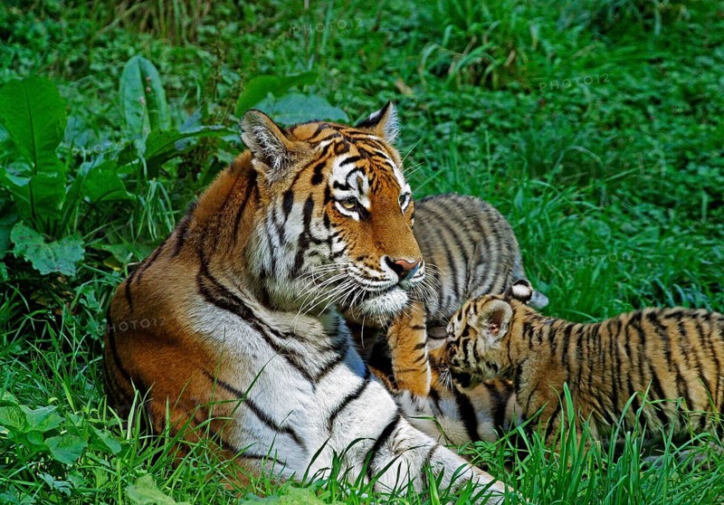 Siberian Tiger (panthera tigris altaica), Female with Cub laying on Grass