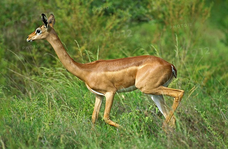 Gerenuk or Waller's Gazelle (litocranius walleri), Female, Samburu Park in Kenya