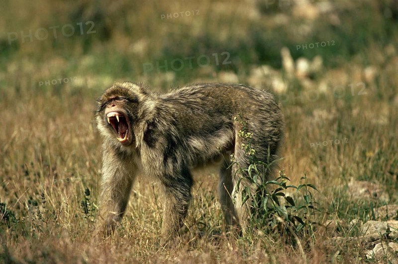 Barbary Macaque (macaca) sylvana, Adult with Open Mouth, Aggressive Behaviour