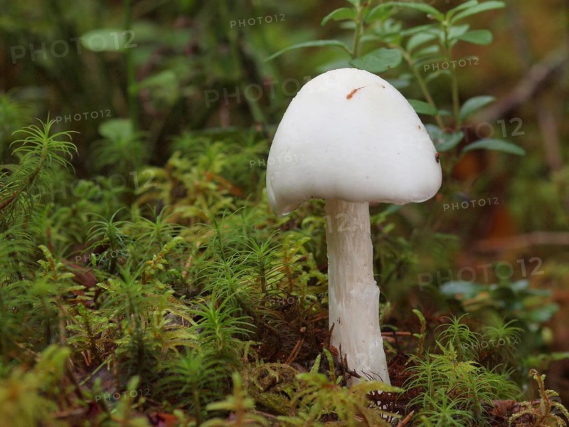 Amanita virosa, commonly known as the destroying angel, is a deadly poisonous basidiomycete fungus, one of many in the genus Amanita. The large fruiting bodies appear in summer and autumn, the caps, stipes and gills are all white in colour