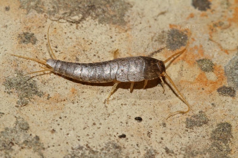 Silverfish