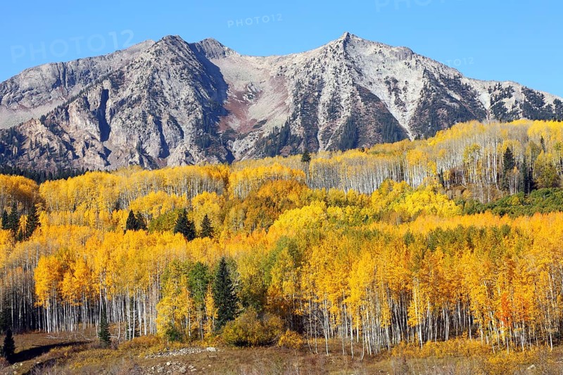 Kebler Pass, Aspen (yellow), Crested Butte, CO, USA, North America