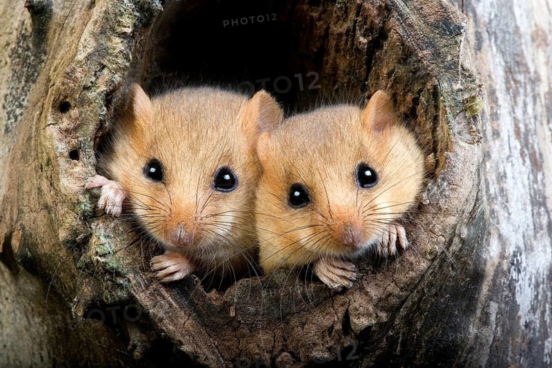 Hazel dormouse (muscardinus avellanarius), pair at nest entrance, Normandy