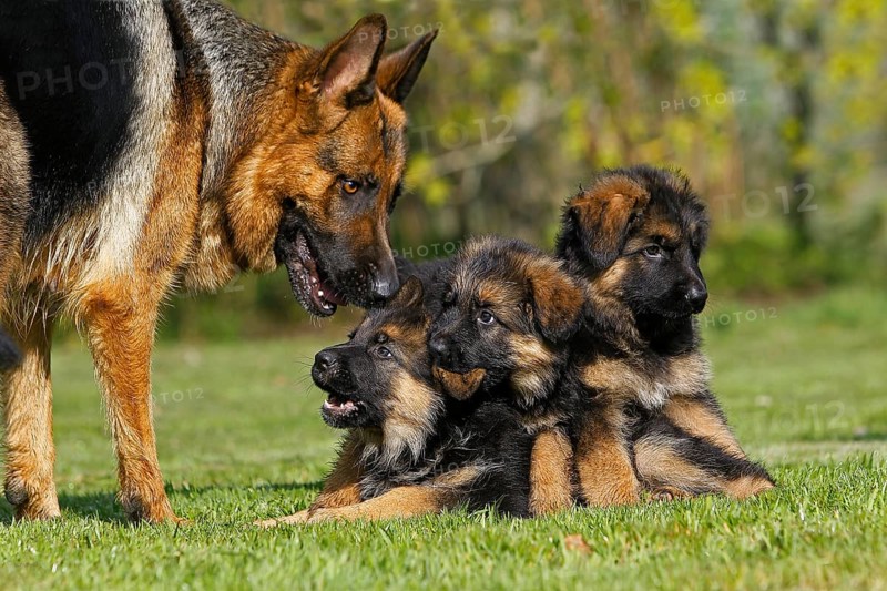 German shepherd dog, mother with puppy in the meadow
