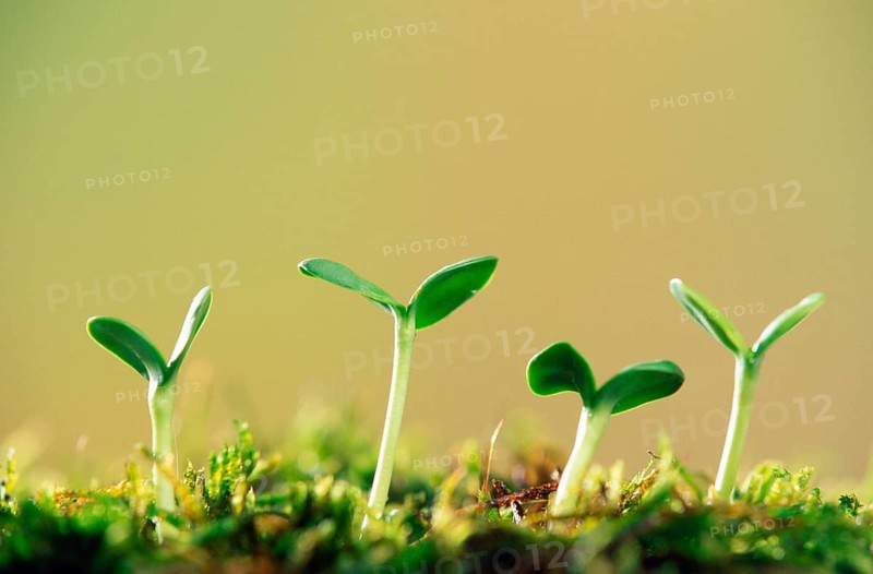 Sunflower seedlings, sprouts