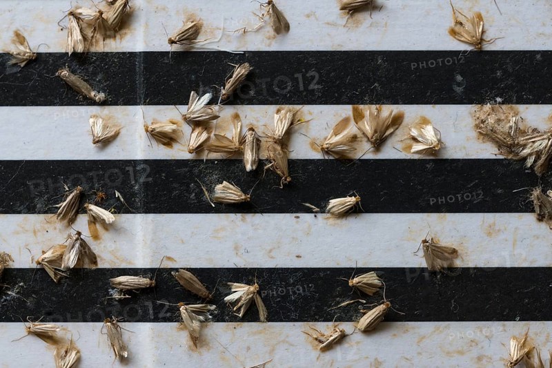 Common clothes moths (Tineola bisselliella) on adhesive strips of a moth trap, Frankfurt am Main, Hesse, Germany, Europe