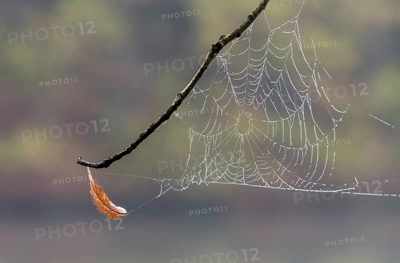 Dew-covered cobweb between a branches of a birch at dawn. Spider web with water drops on a cold autumn morning