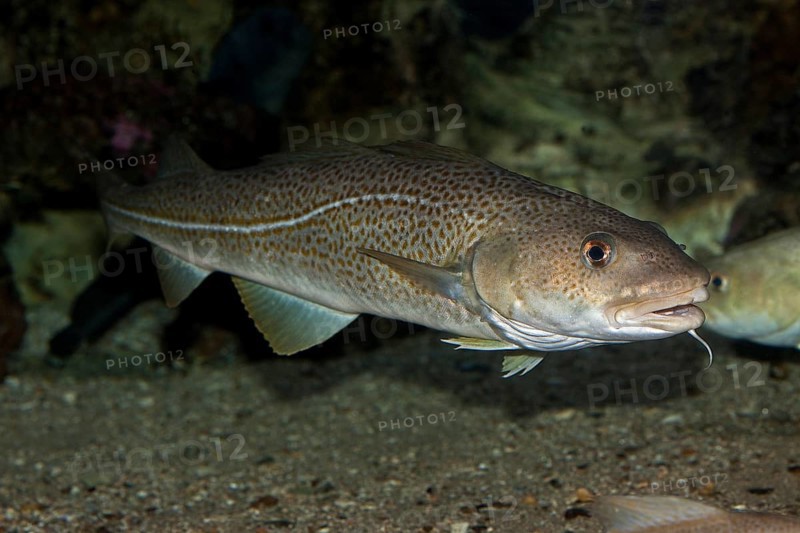 Atlantic Cod (gadus morhua)
