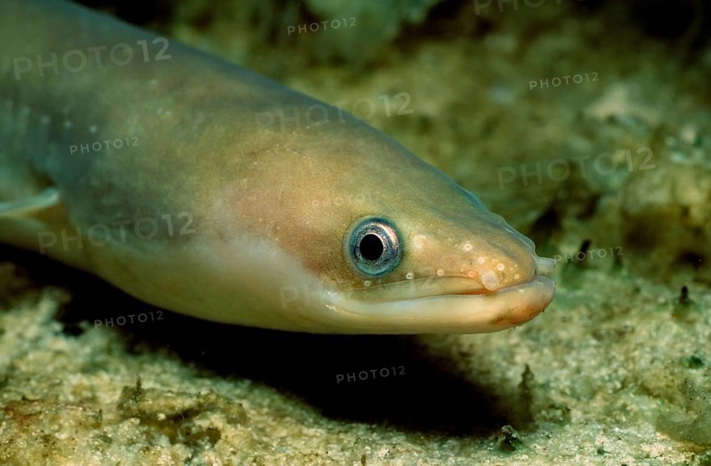 European eel, Anguilla anguilla, Baltic Sea, Germany, Europe