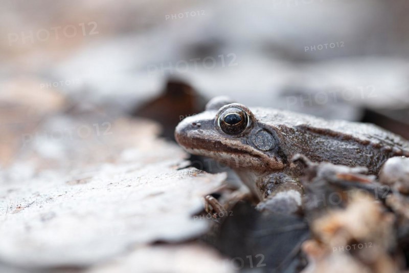 Agile frog (Rana dalmatina), male from the side on the forest floor, Rhine-Erft district, North Rhine-Westphalia, Germany, Europe