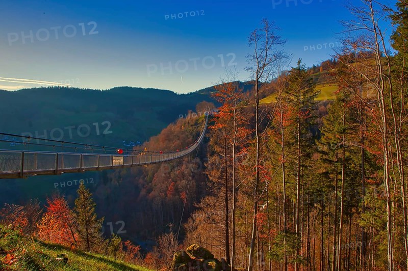 A suspension bridge floats over colourful autumn forests and a hilly landscape, Black Forest Line, suspension bridge, Todtnau, Baden- Württemberg, Germany, Europe