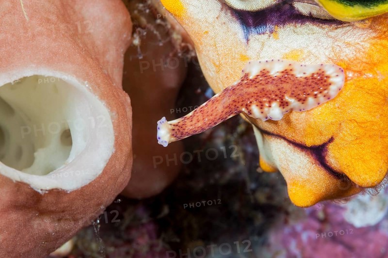 Flatworm crawling on the reef, Pceudoceros sp., Raja Ampat, West Papua, Indonesia, Asia