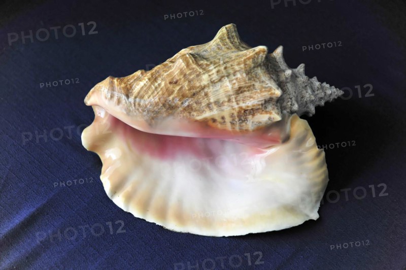 Shell, Conch shell, Detailed shell with interesting texture on dark background, Cayo Coco, Cuba, Central America