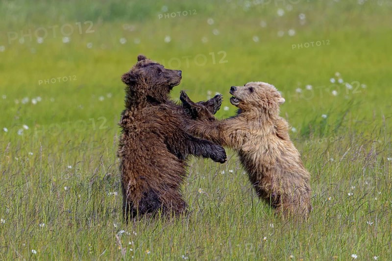 Two grizzly bears (Ursus arctos horribilis) playing with each other on a green meadow, Lake Clark National Park, Alaska, USA, North America