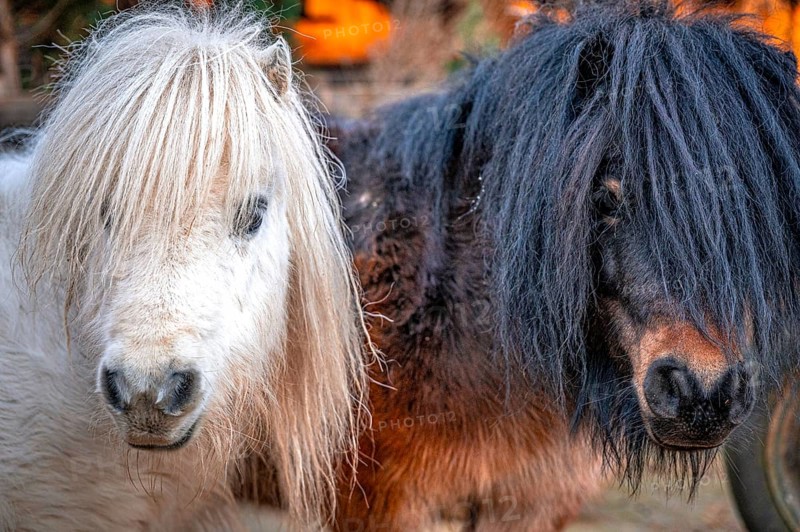 Two ponies (pullus) with long manes next to each other, one black, one white, Eisenberg, Thuringia, Germany, Europe