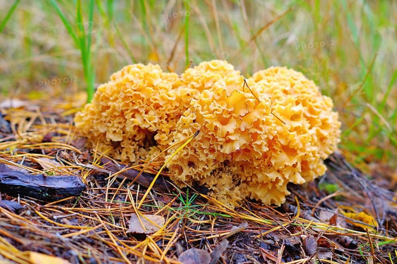 Eine braune Krause Glucke Pilz im Herbstwald, ein brauner Steinpilz im Herbstwald