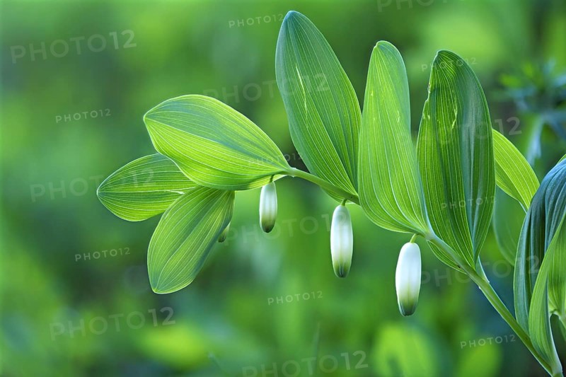 Solomon's seal