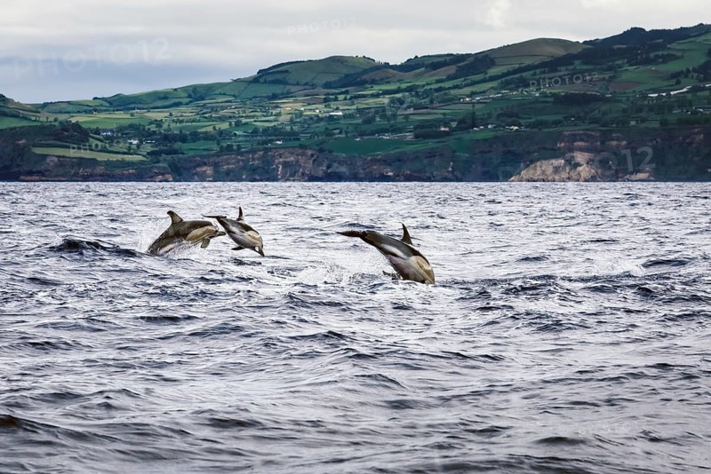 Dolphins jumping in the sea at Sao Miguel Island in the Azores. Delphinus delphis