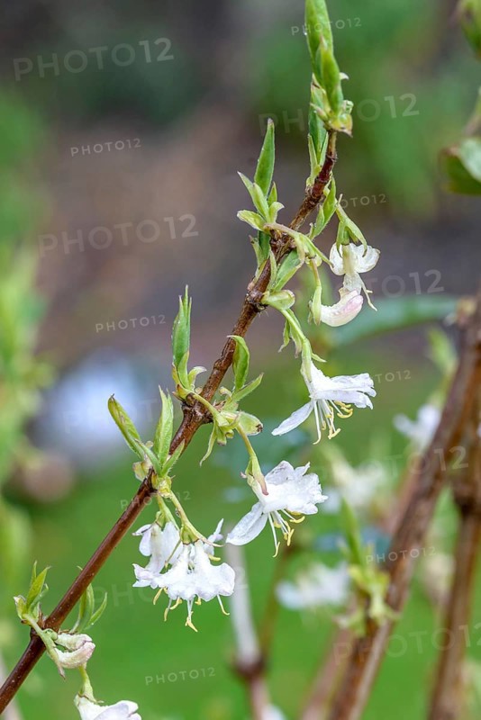 Lonicera × purpusii 'Winter Beauty', An den Dorfwiesen 9, Federal Republic of Germany