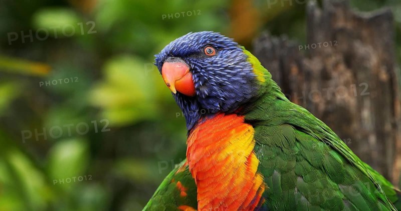 Rainbow Lorikeet (trichoglossus haematodus moluccanus), Adult standing on Branch