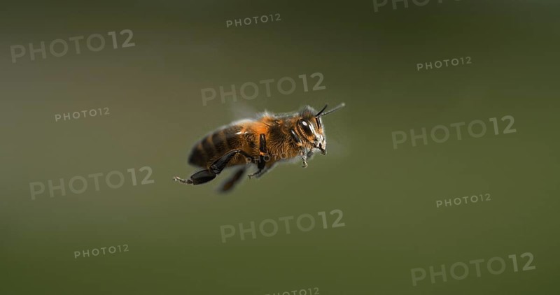 |European Honey Bee (apis mellifera), black Bee in Flight, Normandy