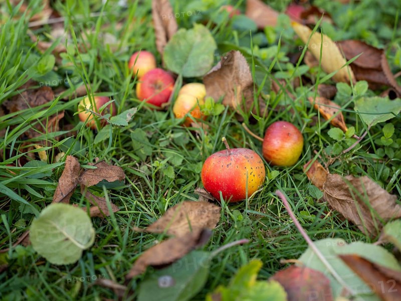 Apples lying under an apple tree in a garden, fallen fruit, Braunschweig, Lower Saxony, Germany, Europe