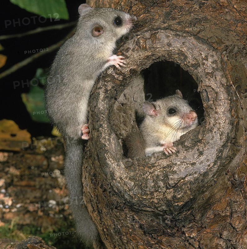 Edible dormouse (glis glis), adult at nest entrance