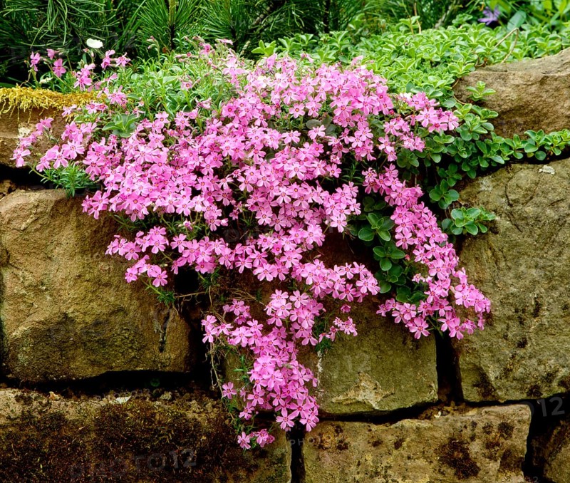 Großer Staudenphlox (phlox paniculata) (Phlox paniculata), Flammenblumen, Rispige Flammenblume, also shrub phlox, autumn lilac or flame flower called, big shrub phlox, phloxes, Rispige phlox, also shrub phlox, autumn lilac or phlox called