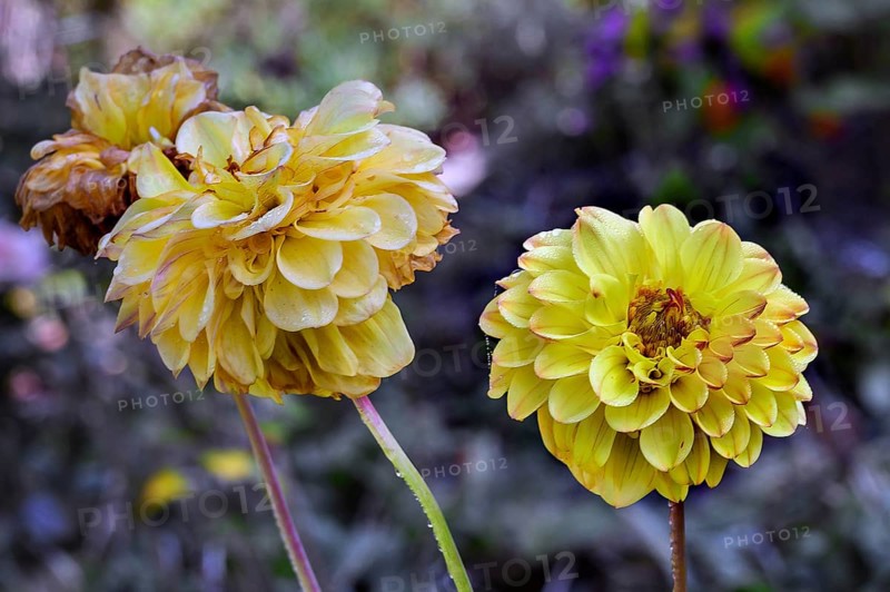 Faded dahlias (Dahlia), Bavaria, Germany, Europe