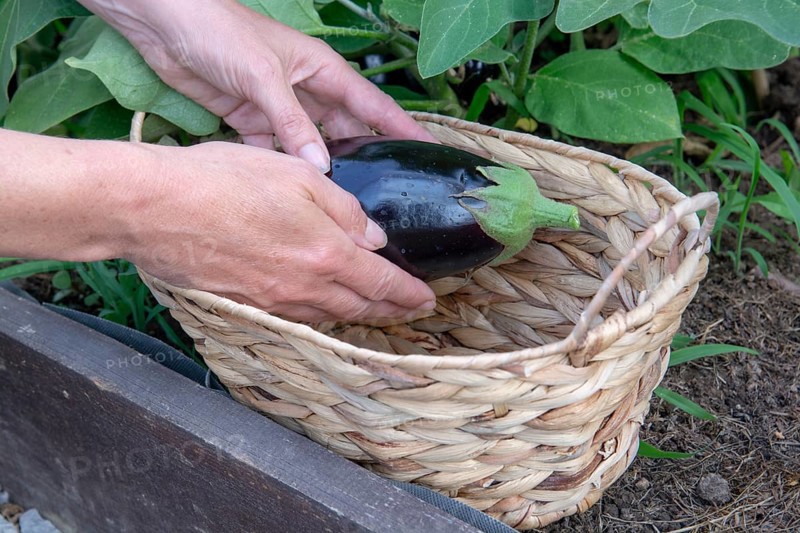 Hand picking organic eggplant, aubergine or brinjal in the greenhouse