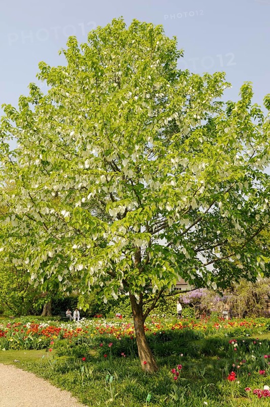 Dove tree (Davidia involucrata var.vilmoriniana), dove tree, Tupelo family (Nyssaceae)