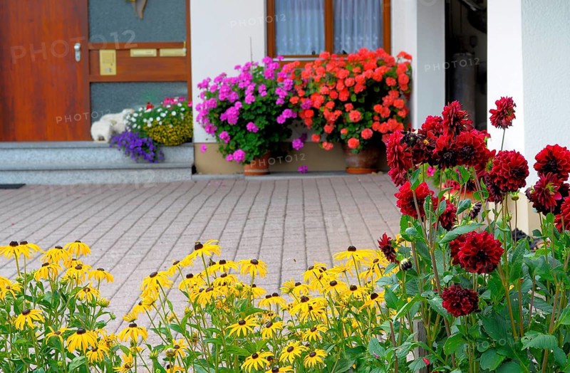 Baden-Württemberg, Black Forest house with flower garden in summer, different summer flowers in the garden, petunias and geraniums at the window outside
