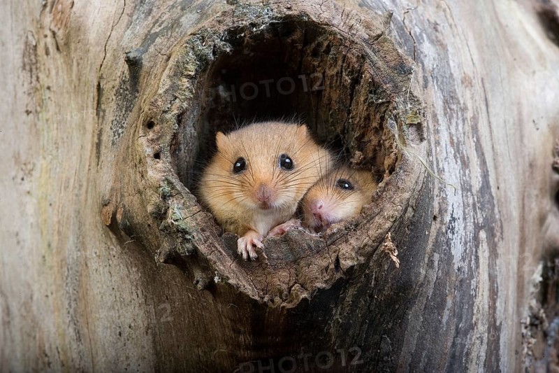 COMMON hazel dormouse (muscardinus avellanarius), PAIR AT THE NEST ENTRANCE, NORMANDY IN FRANCE