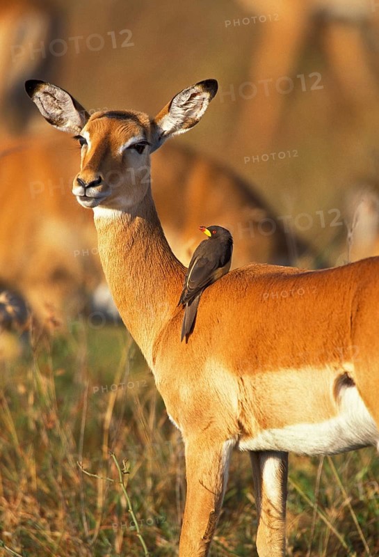 Impala (aepyceros) melampus, FEMALE WITH A YELLOW SNAKE PINGER (buphagus africanus), KENYA