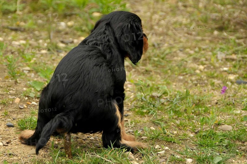 Cavalier King Charles Spaniel, black and tan, puppy, bitch, 8 weeks, feces, dog poop, defecate, defecating, dog poop, dog poo