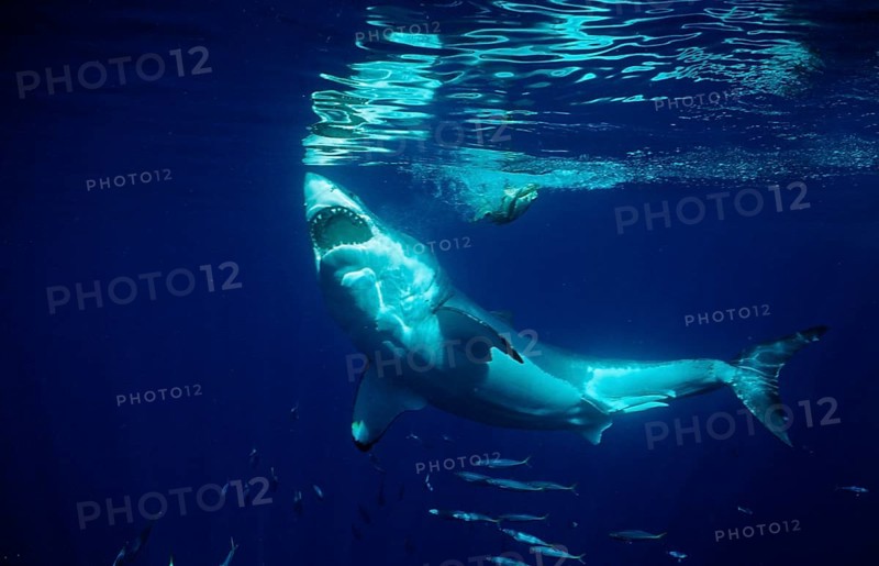 Great white shark, Carcharodon carcharias, Mexico, Pacific Ocean, Guadalupe, Central America