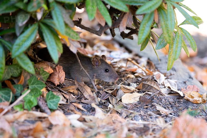 Brown rat (Rattus norvegicus), sitting under a shrub by the roadside, Velbert, North Rhine-Westphalia, Germany, Europe