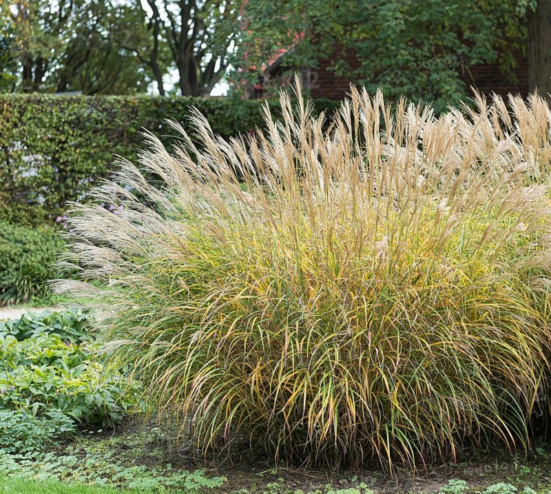 Chinese reed (Miscanthus sinensis 'Yaku Jima')