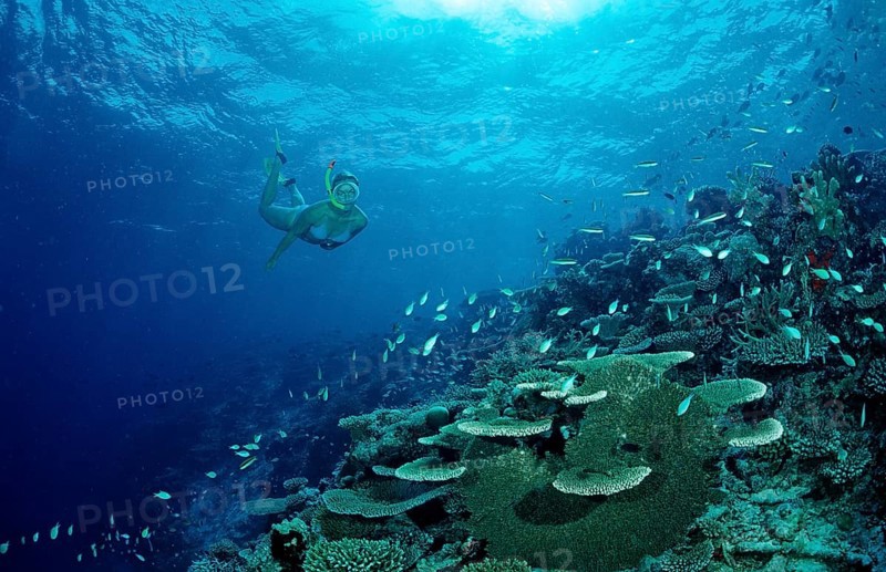 Snorkelling on a coral reef, Maldives, Indian Ocean, Meemu Atoll, Asia