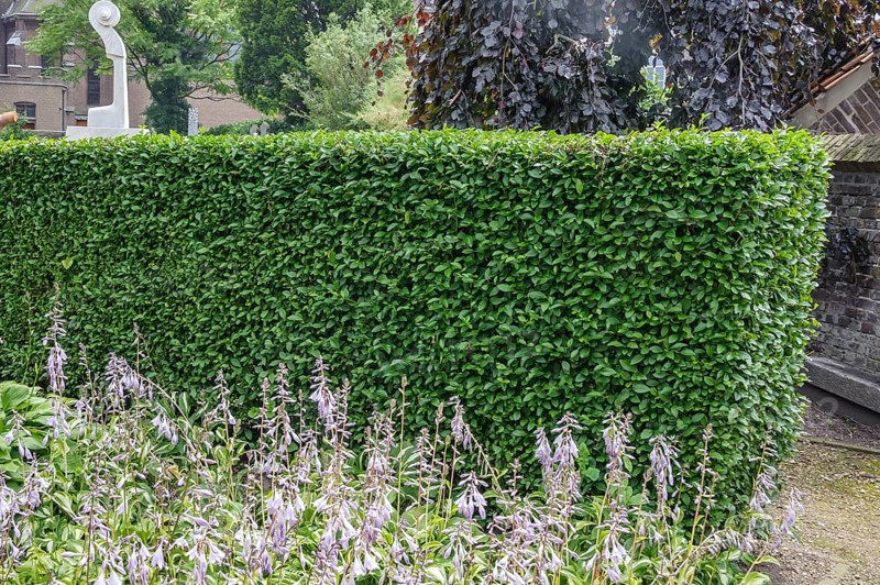 Privet (Ligustrum ovalifolium)
