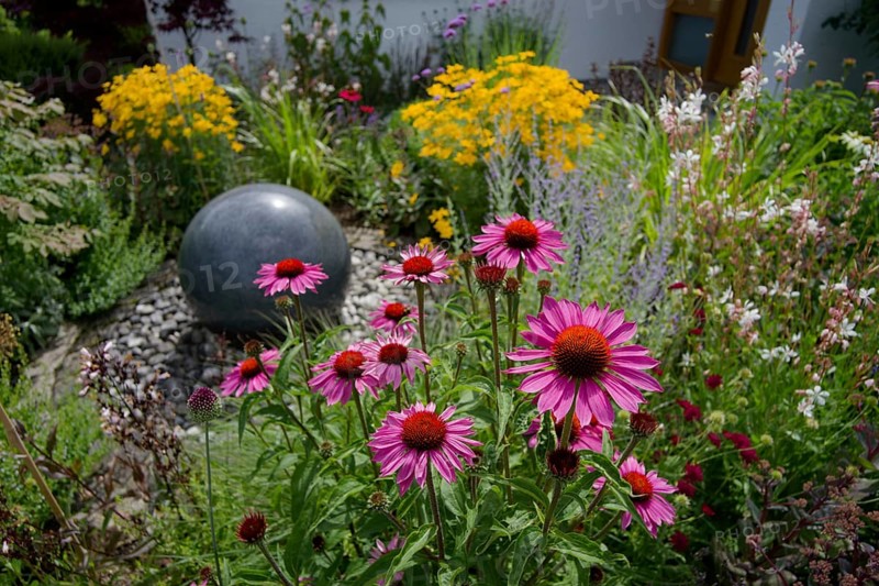 Home garden with echinacea flowers, garden, insect meadow, bee pasture, garden design, Kocher valley, Kocher, Schwäbisch Hall, Hohenlohe, Heilbronn-Franken, Baden-Württemberg, Germany, Europe