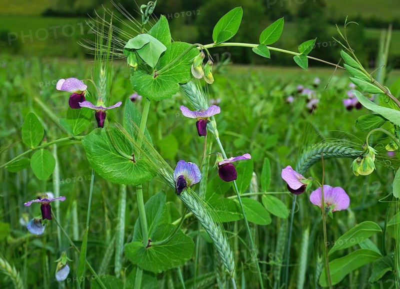 Futterwicke, Vicia sativa, Saat-Wicke, tare, common vetch, black-pod vetch, narrow-leaf vetch