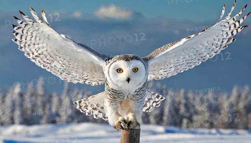 AI generated, animal, animals, bird, birds, biotope, habitat, a, individual, eurle, snowy owl (Bubo scandiacus), flight, flight recording, flies, frontal, Ausen, lands on pole